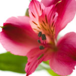 4月の誕生花、ピンクのアルストロメリア画像。