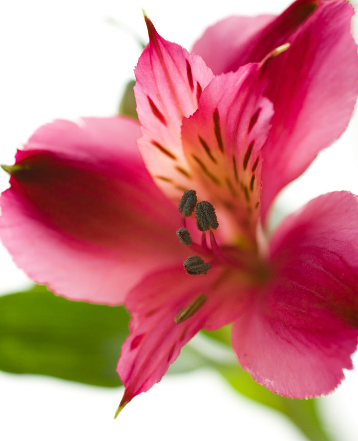 4月の誕生花はアルストロメリアです。ピンク。