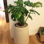 観葉植物モンステラの画像。鉢カバー付き。