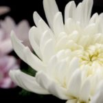 白い菊の画像